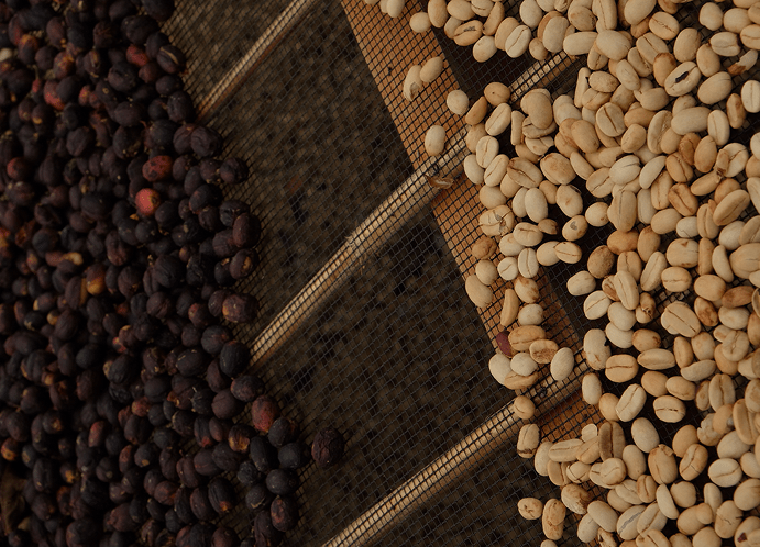 l'un des procédés de traitement naturel du café