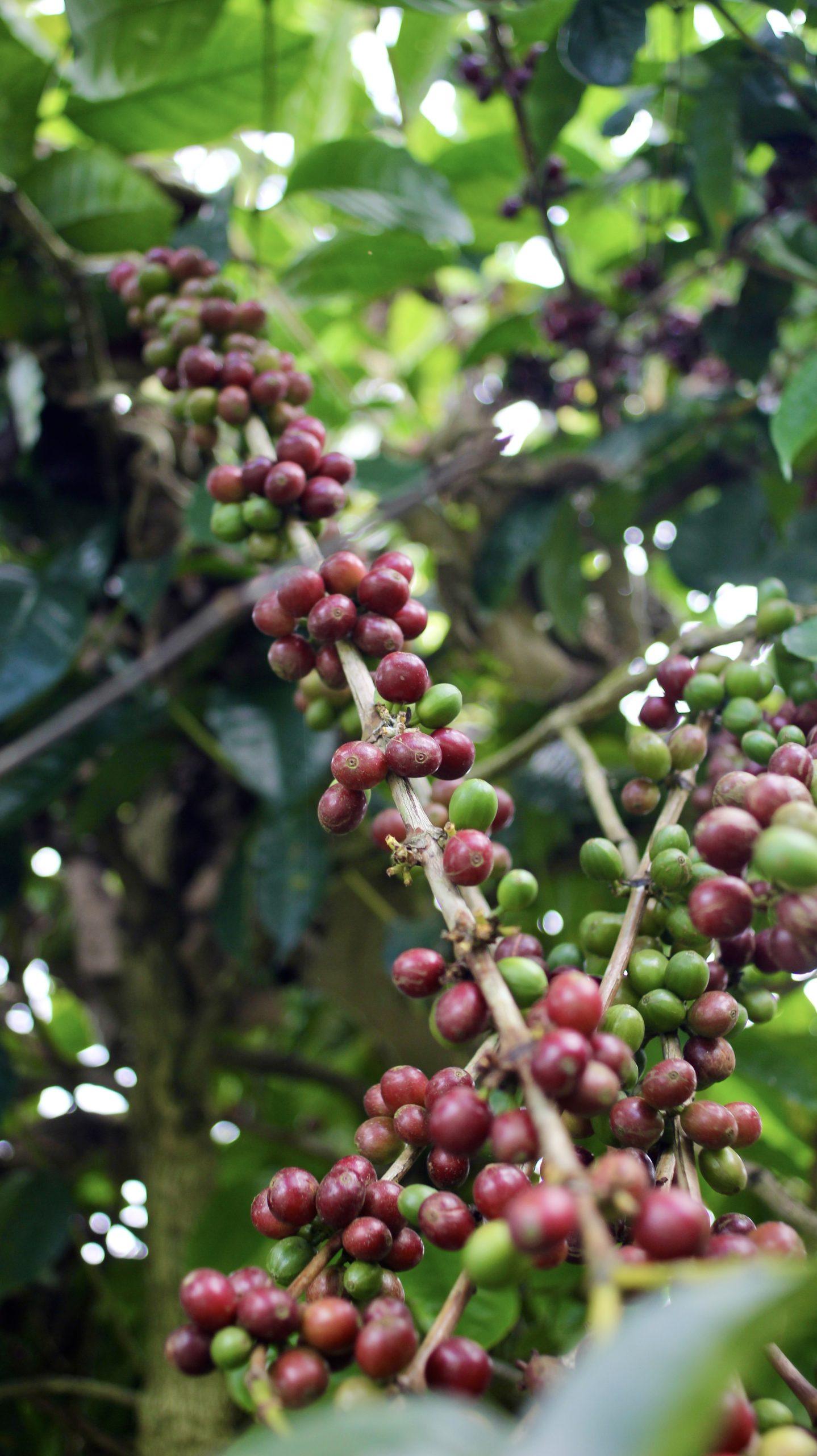 Arbre à café Babadan