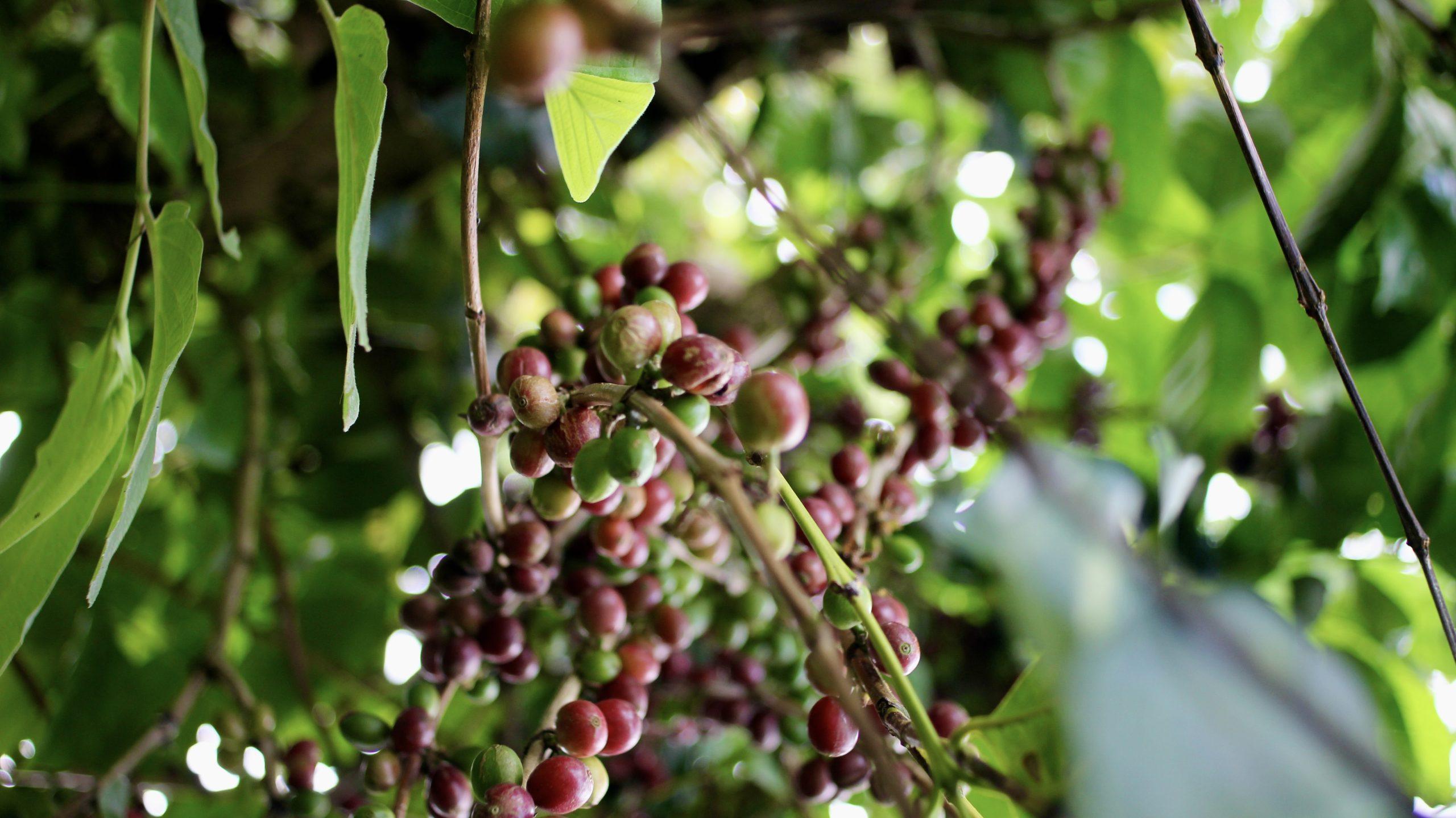 Arbre à café Babadan