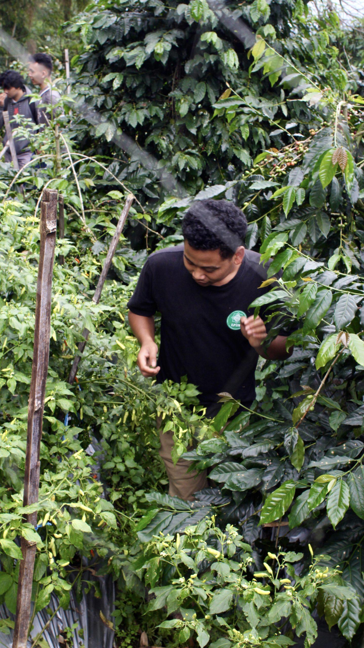 Plantation de café Babadan