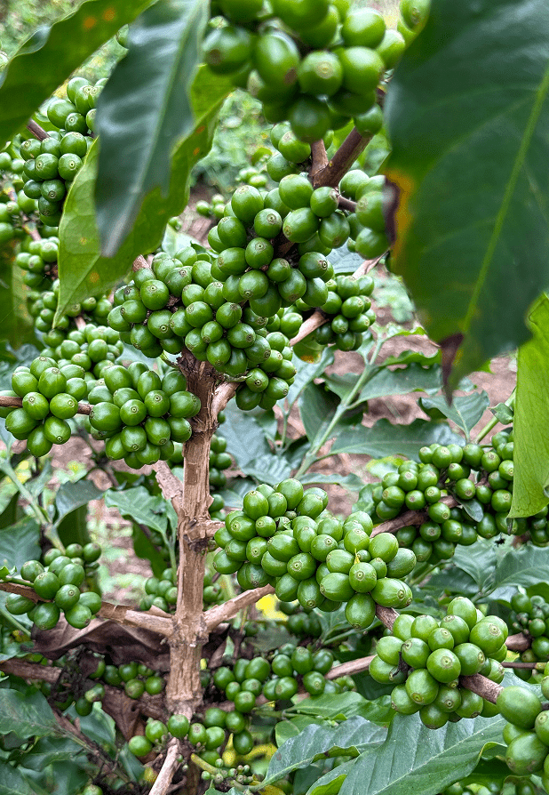 l'une des plantes de café